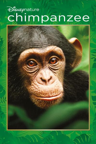 Poster : Chimpanzés
